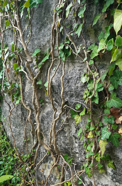 Uma planta trepadeira com folhas verdes e muitos ramos retorcidos cresce em uma parede vertical de pedra