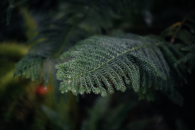 Uma planta tropical fecha-se nos densos arvoredos da selva. Trópicos