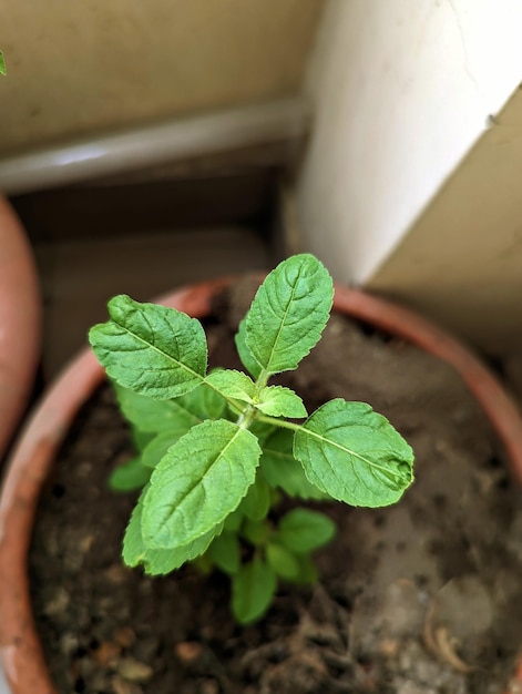 Uma planta tulshi com uma folha que está em uma panela