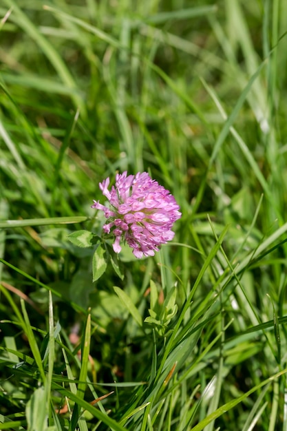 Uma planta útil Trifolium pratense com flores cor-de-rosa crescendo em um campo fechado