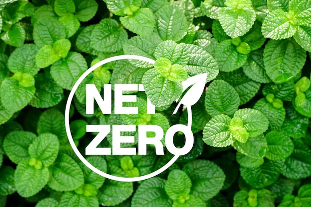 Uma planta verde com a palavra net zero nela