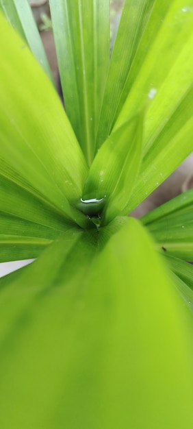 Uma planta verde com água cai sobre ela