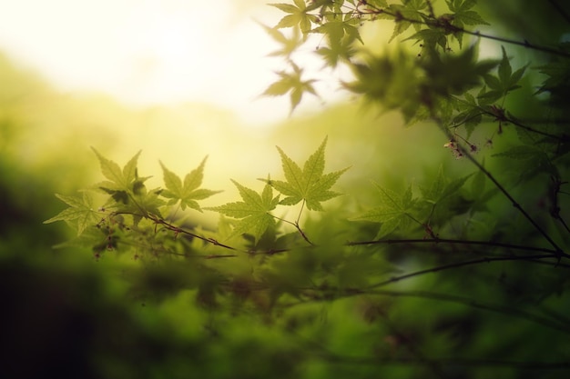 uma planta verde com algumas folhas em primeiro plano