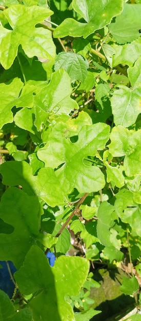 Foto uma planta verde com algumas folhas que são verdes