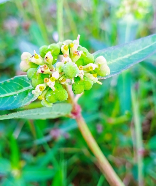 Foto uma planta verde com flores amarelas e folhas verdes.