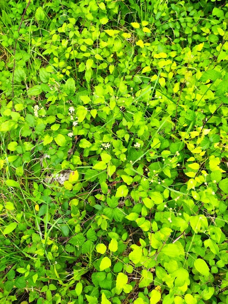 Foto uma planta verde com flores brancas e uma flor branca no meio