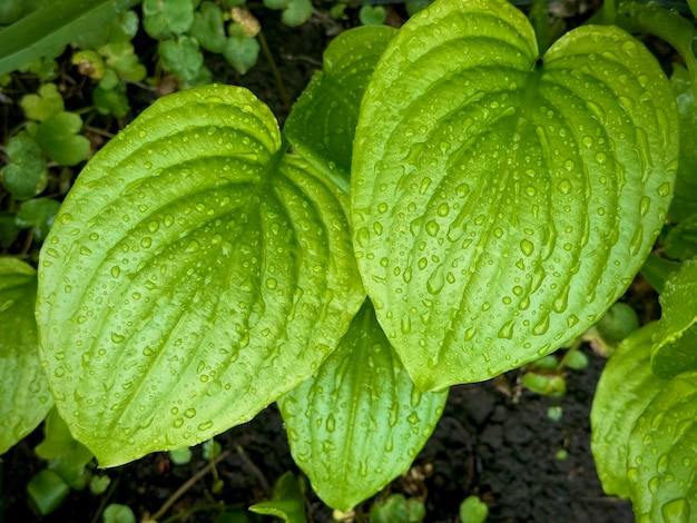Uma planta verde com muitas folhas pequenas e a palavra quiabo nela