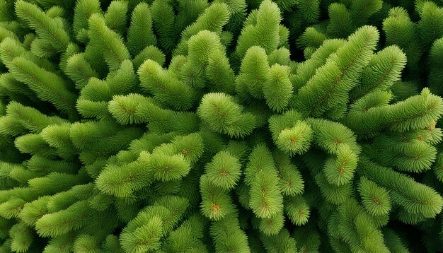 Foto uma planta verde com muitas folhas verdes