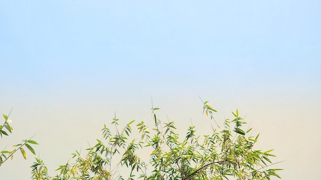 Uma planta verde com um céu azul ao fundo