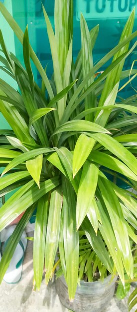 Foto uma planta verde com um fundo branco