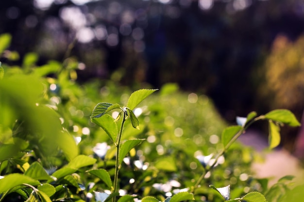 Uma planta verde com um fundo desfocado