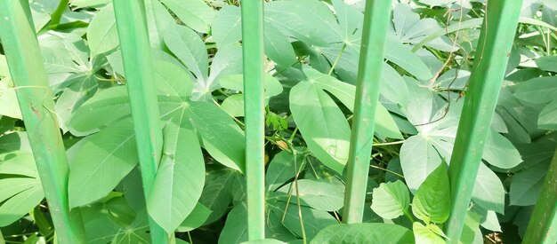 Foto uma planta verde com uma folha que diz t sobre ele