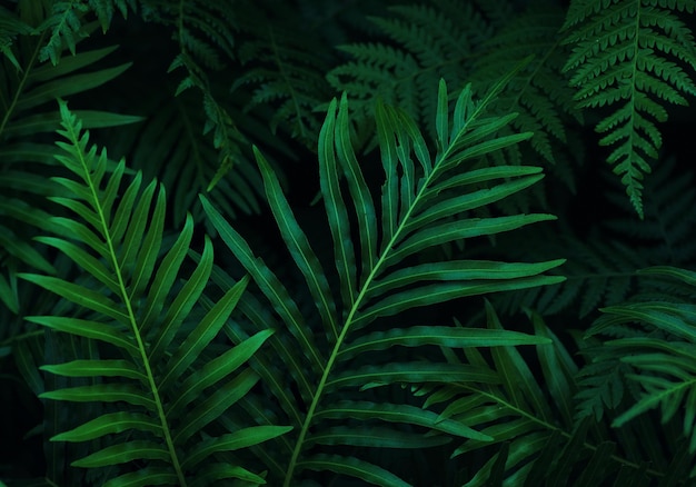 Uma planta verde com uma folha que diz 'tropical'