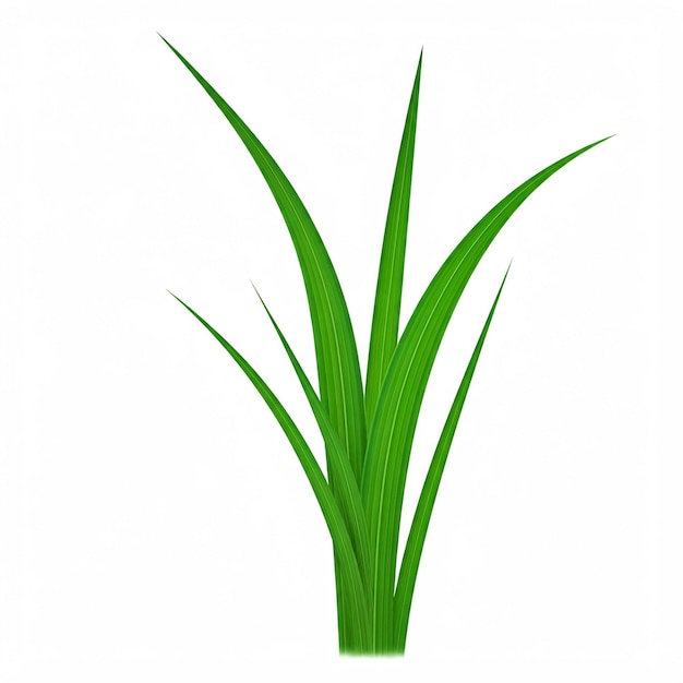 uma planta verde contra um fundo branco com um fundo branco