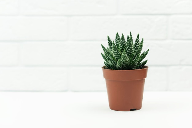 Uma planta verde sansevieria plantando e jardinagem em casa