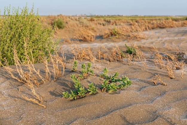 Uma planta verde solitária sobreviveu em um deserto quente