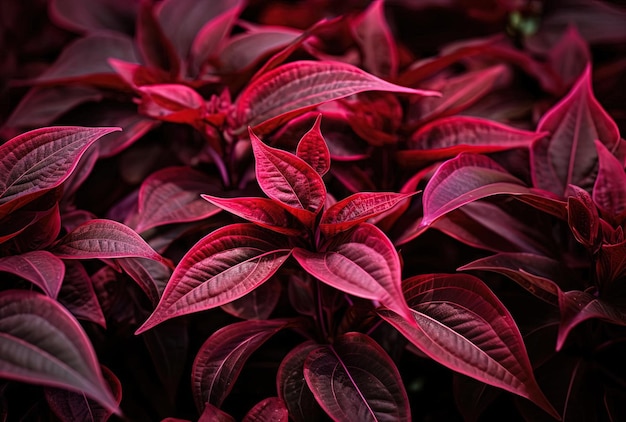 uma planta vermelha com folhas verdes muito escuras no estilo de instalações coloridas