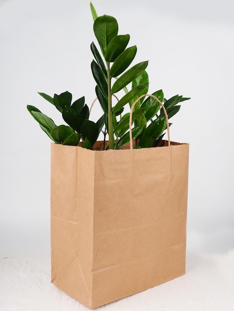 Uma planta zamioculcas em um saco kraft na mesa da cozinha