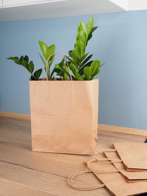 Foto uma planta zamioculcas em um saco kraft na mesa da cozinha