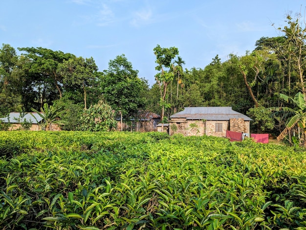 Uma plantação de chá no meio de uma floresta