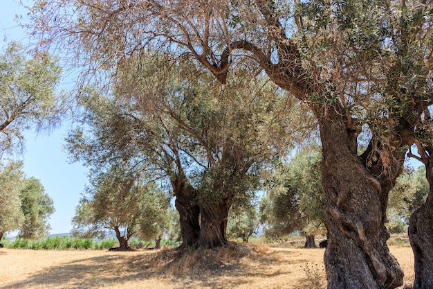 Uma plantação de velhas oliveiras