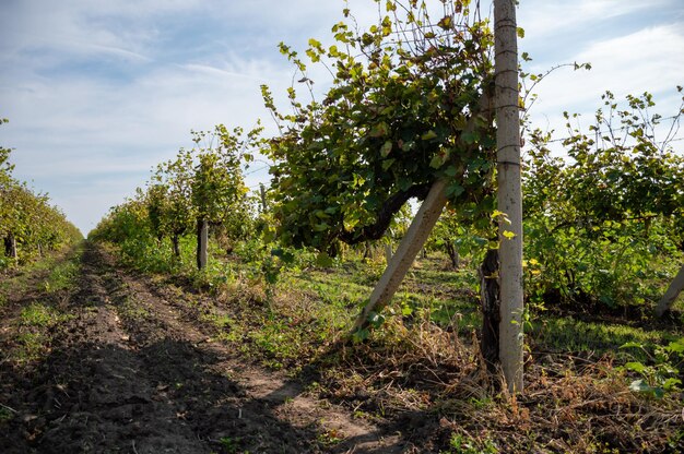 Uma plantação de vinha onde as uvas são cultivadas