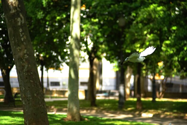 Foto uma pomba branca a voar entre as árvores