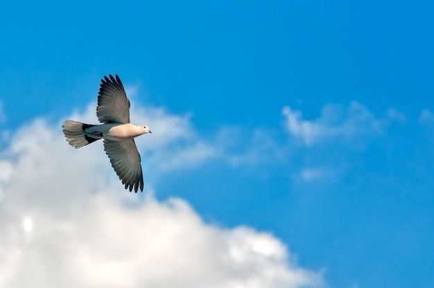 Uma pomba colarinho voando no céu nublado com liberdade