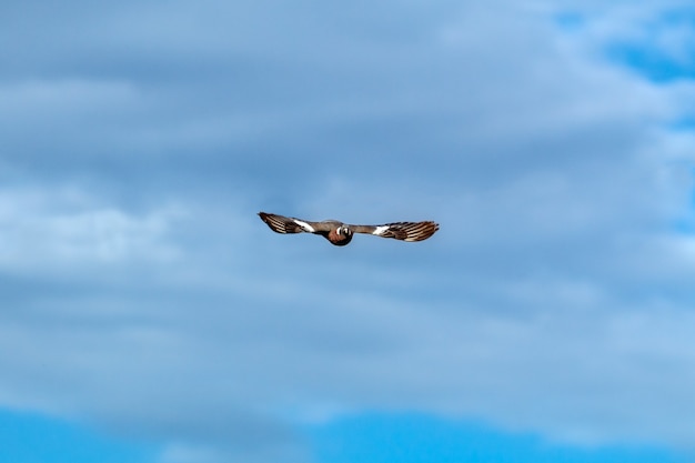 Foto uma pomba voando no céu com as asas bem abertas