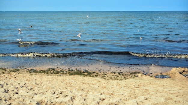 uma praia com algumas gaivotas sobrevoando.