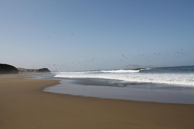 Uma praia com muitos pássaros voando