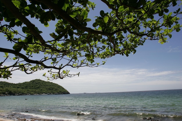 Foto uma praia com uma árvore em primeiro plano e um corpo de água ao fundo.