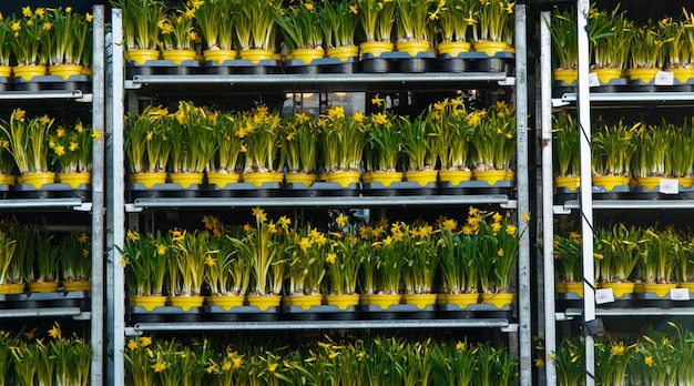 Uma prateleira de flores com uma placa que diz narcisos.