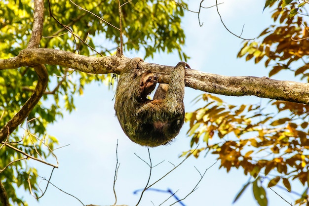 Uma preguiça em uma árvore no Parque Nacional Manuel Antonio. Costa Rica