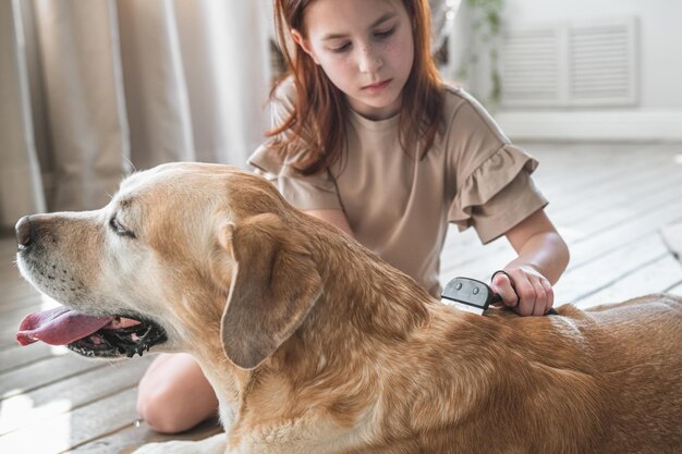 Uma rapariga a pentear o cabelo do seu cão labrador. Problema de muda de primavera.