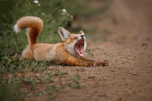 Uma raposa alegre encontra-se em uma estrada florestal e boceja