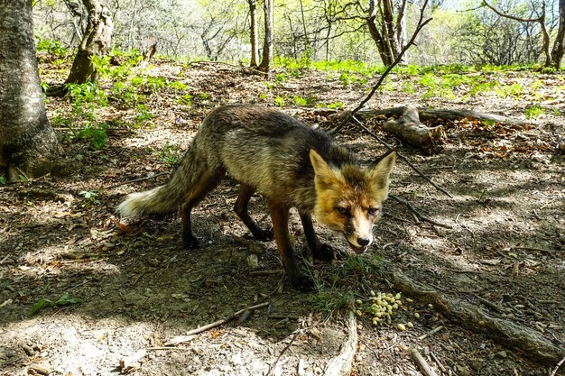 Uma raposa cinzenta com olhos castanhos nas montanhas da Crimeia A matriz Demerji Maio 2021 Rússia
