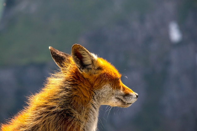 Uma raposa com uma mancha dourada na cabeça