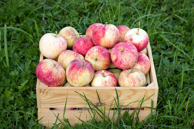 Uma rica colheita de maçãs em uma caixa de madeira