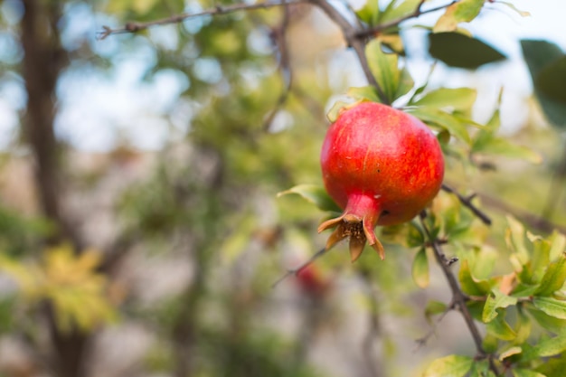 Uma romã vermelha madura está pendurada em um galho de uma árvore frutífera Alimentos naturais pomar ecologicamente corretox9