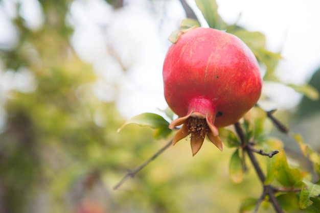Uma romã vermelha madura está pendurada em um galho de uma árvore frutífera Alimentos naturais pomar ecologicamente corretox9