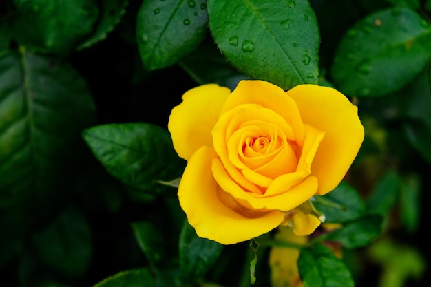 Uma rosa amarela brilhante floresce em meio a folhas verdes escuras gotas de orvalho visíveis nas pétalas e folhagem