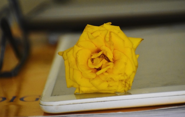 Foto uma rosa amarela numa tabuleta