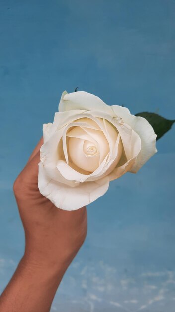 Uma rosa branca de cima é segurada na mão esquerda em um fundo azul