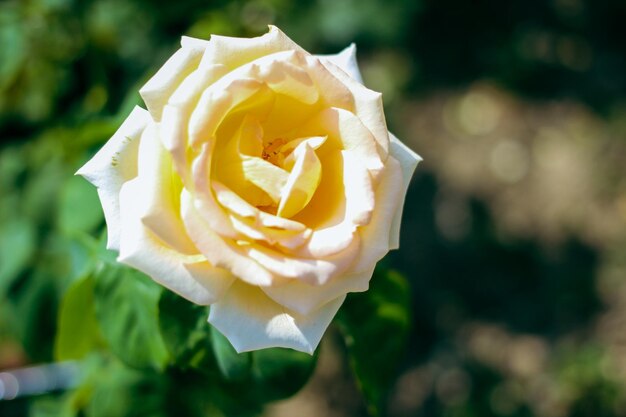 Uma rosa branca em um jardim com uma rosa amarela no centro.