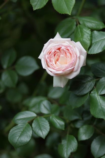 Uma rosa com folhas verdes em um fundo desfocado Fundo floral primavera ou verão Closeup