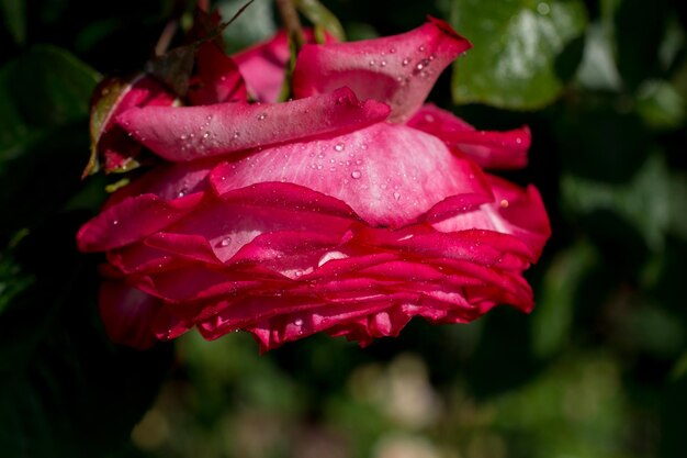 Uma rosa com gotas de água.