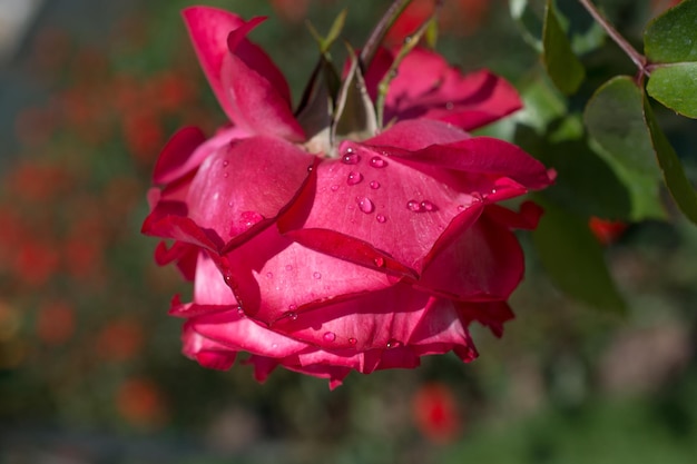 Uma rosa com gotas de água.