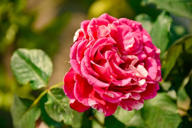 Uma rosa com uma folha verde nela