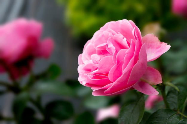 Uma rosa cor de rosa em plena floração. Linda flor rosa no jardim. Foto de alta qualidade